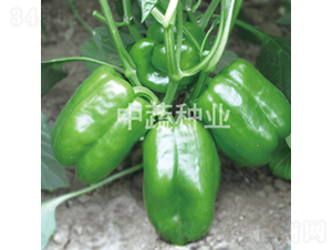 �н�1615-�𽷷N��-���߷N�I(y��)