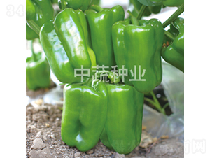 �н�115-�𽷷N��-���߷N�I(y��)