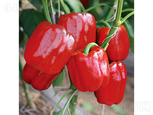 �н�194̖-�𽷷N��-���߷N�I(y��)