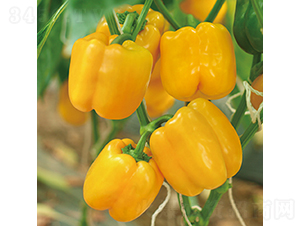 �н��S�@3̖-�𽷷N��-���߷N�I(y��)