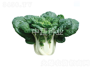 ���1̖(h��o)-�ײ˷N��-���߷N�I(y��)