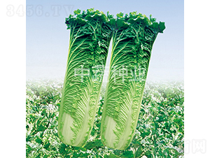 �G��85-�ײ˷N��-���߷N�I(y��)