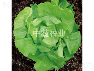 �۾G��������-�ײ˷N��-���߷N�I(y��)