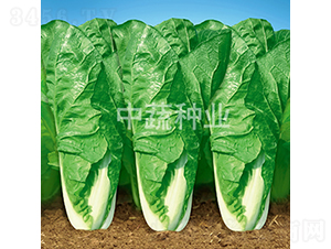 ���߿��1̖(h��o)-�ײ˷N��-���߷N�I(y��)