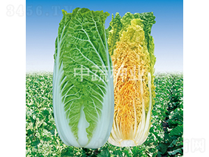 ���t����-�ײ˷N��-���߷N�I(y��)