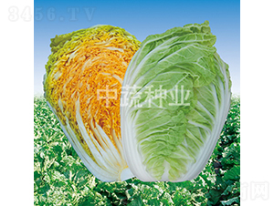 ���t65-�ײ˷N��-���߷N�I(y��)