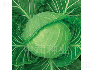 �и�56-���{(l��n)�N��-���߷N�I(y��)