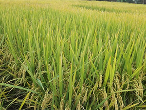 ����(y��u)098-ˮ���N��-�V��