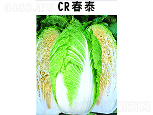 CR��̩��ײ�-�ײ˷N��-�V��