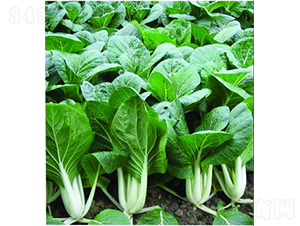 �V�����~�ײ�-С�ײ˷N��-�V��