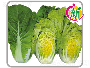 ���Q���-С�ײ˷N��-�V��