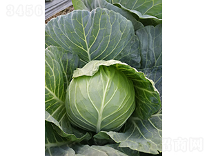 ����3̖(h��o)���{(l��n)-���{(l��n)�N��-�V��