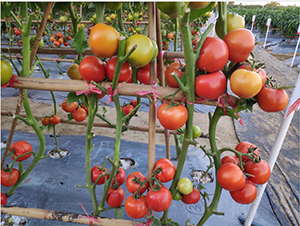 ����1806��t���ѣ���Ʒ��-���ѷN��-�V��