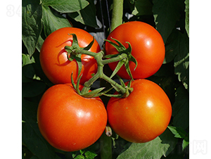 ����̩1631����-���ѷN��-�V��