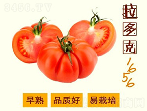 �����1656����-���ѷN��-�V��