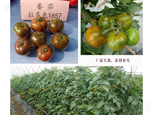 �����1657����-���ѷN��-�V��