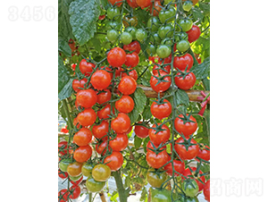 �����15̖(h��o)����-���ѷN��-�V��