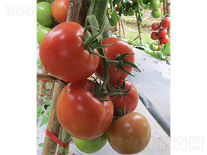 2̖����-���ѷN��-�V��