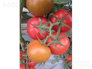 �V��3̖-���ѷN��-�V��