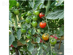 �����2064-���ѷN��-�V��