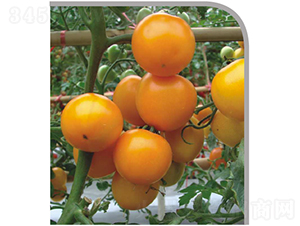 �����-���ѷN��-�V��