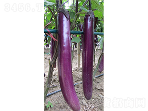 �����ѹ�-���ӷN��-�V��