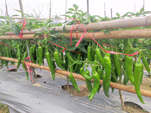 ZSP2154����-�����N��-�V��