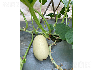 �~���Ϲ�-�ϹϷN��-�V��