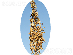 �x��19̖-�󶹷N��-�����N�I(y��)