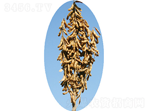 �x��25̖-�󶹷N��-�����N�I(y��)