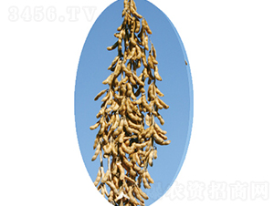 �x��52̖-�󶹷N��-�����N�I(y��)