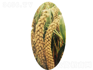 �x��29̖(h��o)-С�׷N��-�����N�I(y��)