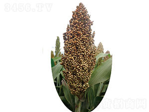 ����̖-�����N��-�����N�I(y��)