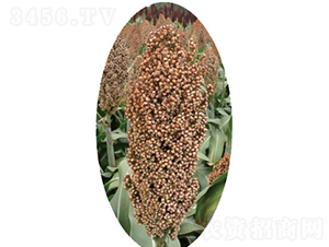 �x�s15̖-�����N��-�����N�I(y��)