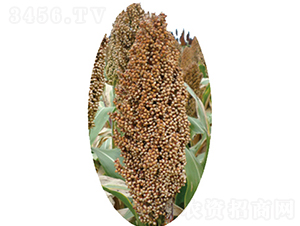 �x�s23̖-�����N��-�����N�I(y��)