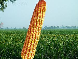 ����9̖-���׷N��-�����N�I(y��)