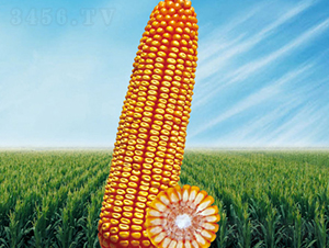 ����1̖-���׷N��-�����N�I(y��)