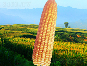 ����3̖-���׷N��-�����N�I(y��)