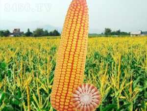 ����16̖-���׷N��-�����N�I(y��)