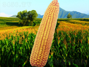 ����203-���׷N��-�����N�I(y��)