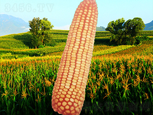 ����4̖(h��o)-���׷N��-�����N�I(y��)