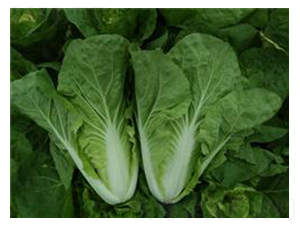 �����̖(h��o)��˷N��-��¹�N�I(y��)