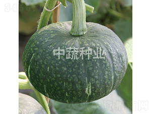 ����6̖(h��o)�Ϲ�-�ϹϷN��-���߷N�I(y��)