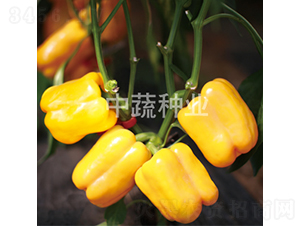 �����S�@1̖-�����N��-���߷N�I(y��)