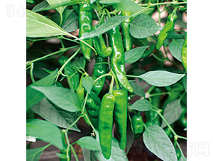 �н���ζ��-�����N��-���߷N�I(y��)