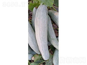 �F����һ̖(h��o)�ϹϷN��-�A���r(n��ng)�I(y��)