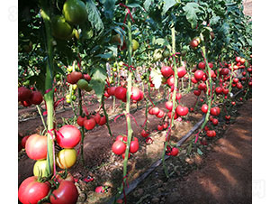 �A��168��PT2018�����ѷN��-�A���r(n��ng)�I(y��)