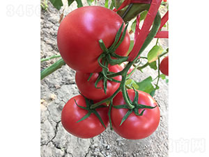 �A����̖���ѷN��-�A���r(n��ng)�I(y��)