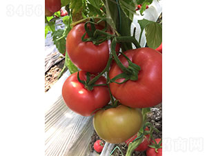 �A��158��PT2022�����ѷN��-�A���r(n��ng)�I(y��)