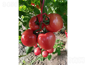 �A��188��PT2011�����ѷN��-�A���r(n��ng)�I(y��)